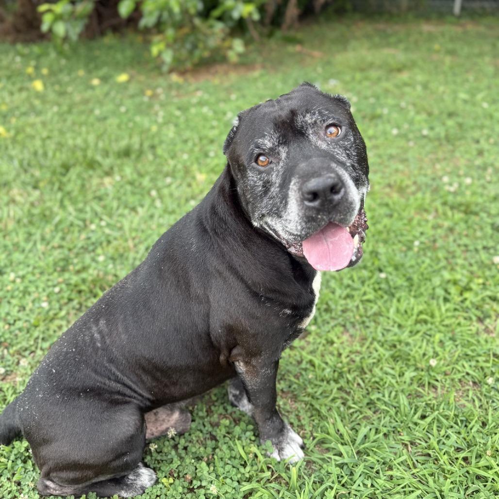 Enlarge Rowdy, a Adoptable mixed breed in Ridgely, MD image 4/6