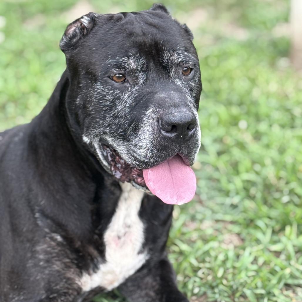 Enlarge Rowdy, a Adoptable mixed breed in Ridgely, MD image 5/6