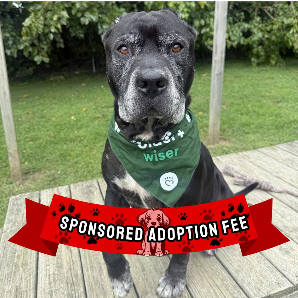 Enlarge Rowdy, a Adoptable mixed breed in Ridgely, MD image 6/6