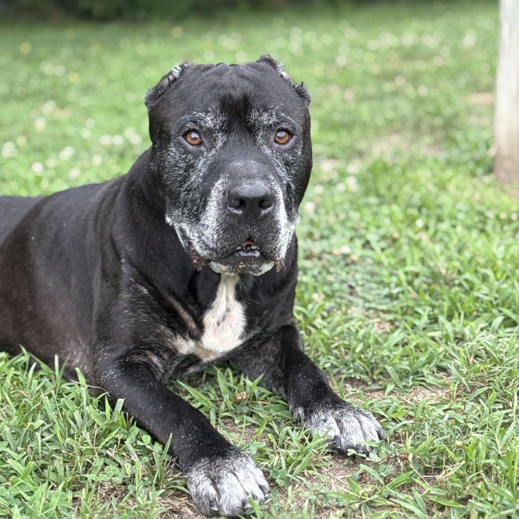 Enlarge Rowdy, a Adoptable mixed breed in Ridgely, MD image 6/6