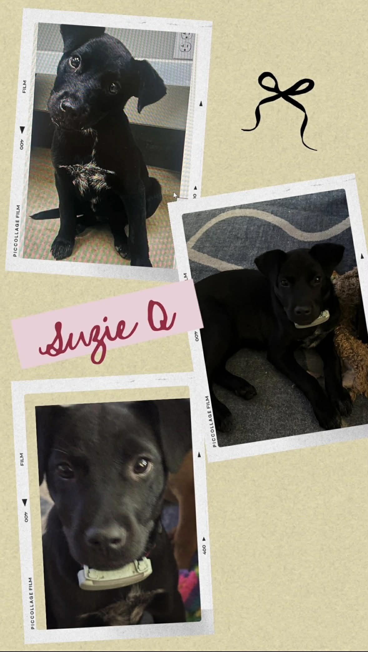 Suzie Q, ADOPTABLE, Puppy Female Black Labrador Retriever & Patterdale Terrier / Fell Terrier.