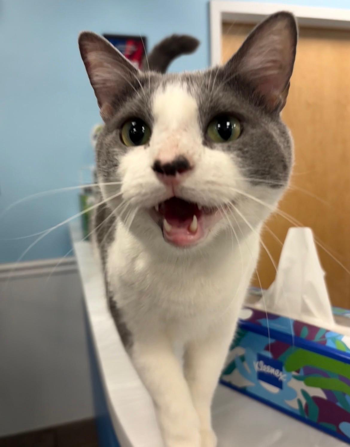 Blair, a Adoptable Domestic Short Hair in Bear, DE image 5/5