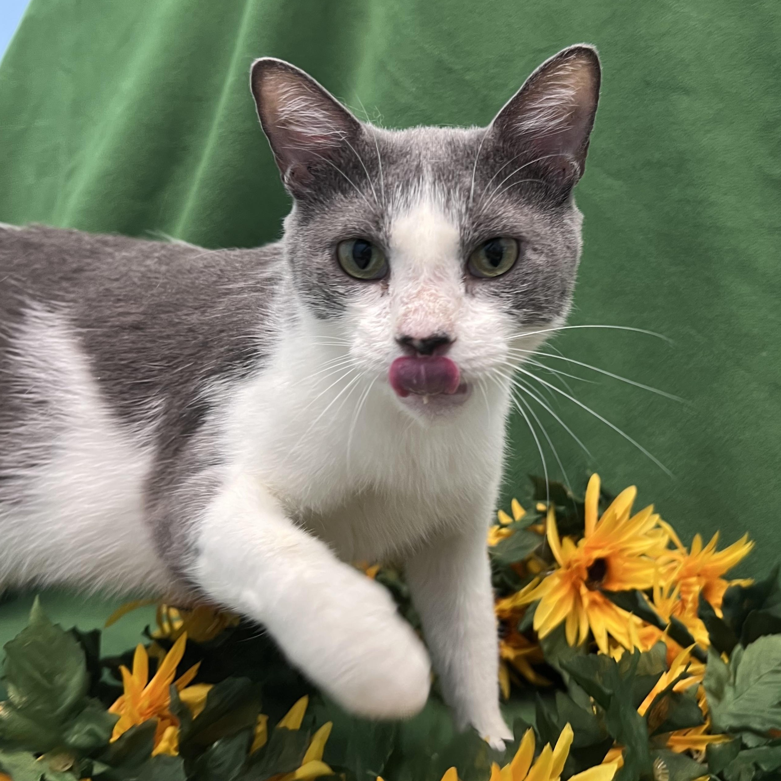 Blair, Adoptable, Adult Female Domestic Short Hair.