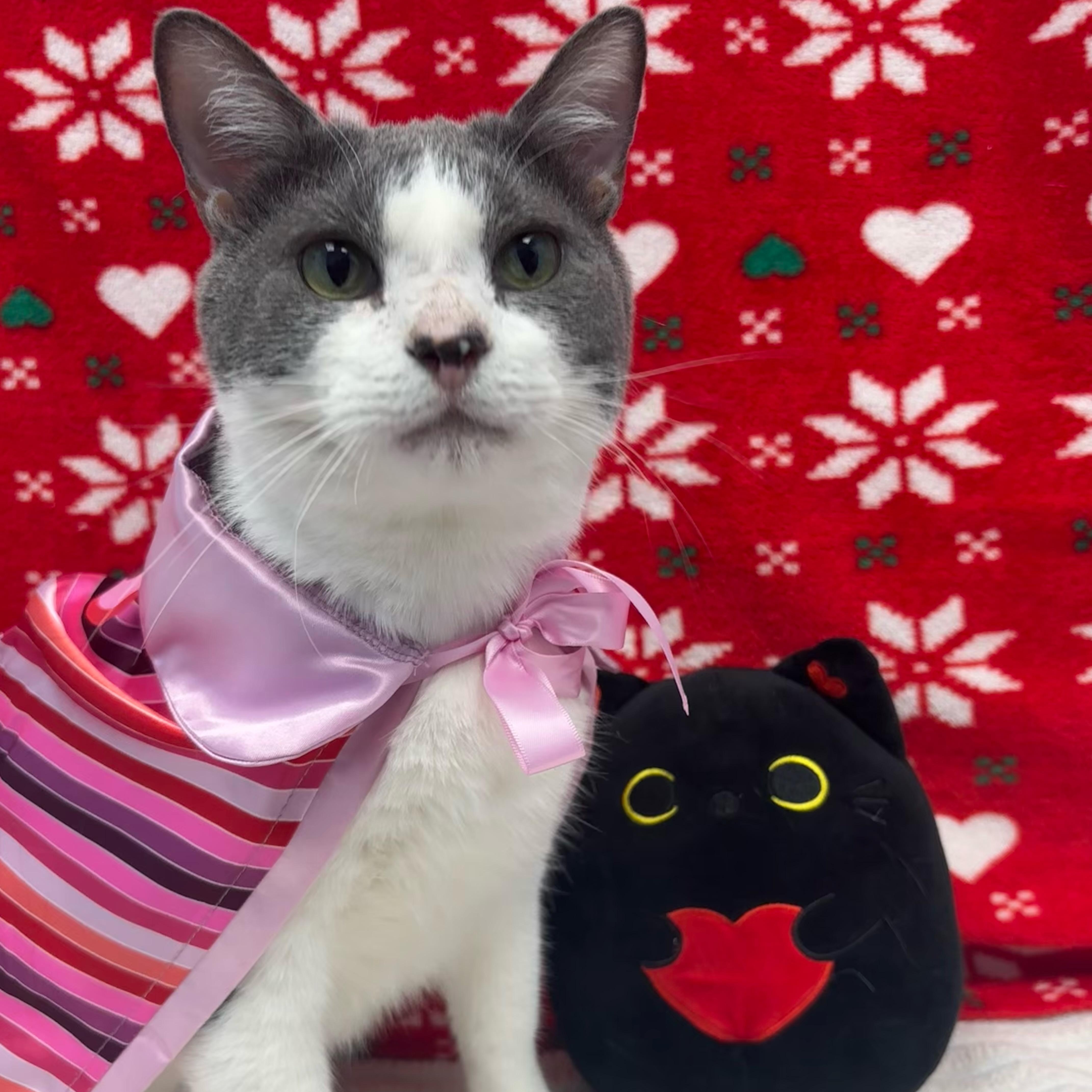 Enlarge Blair, a Adoptable Domestic Short Hair in Bear, DE image 1/5