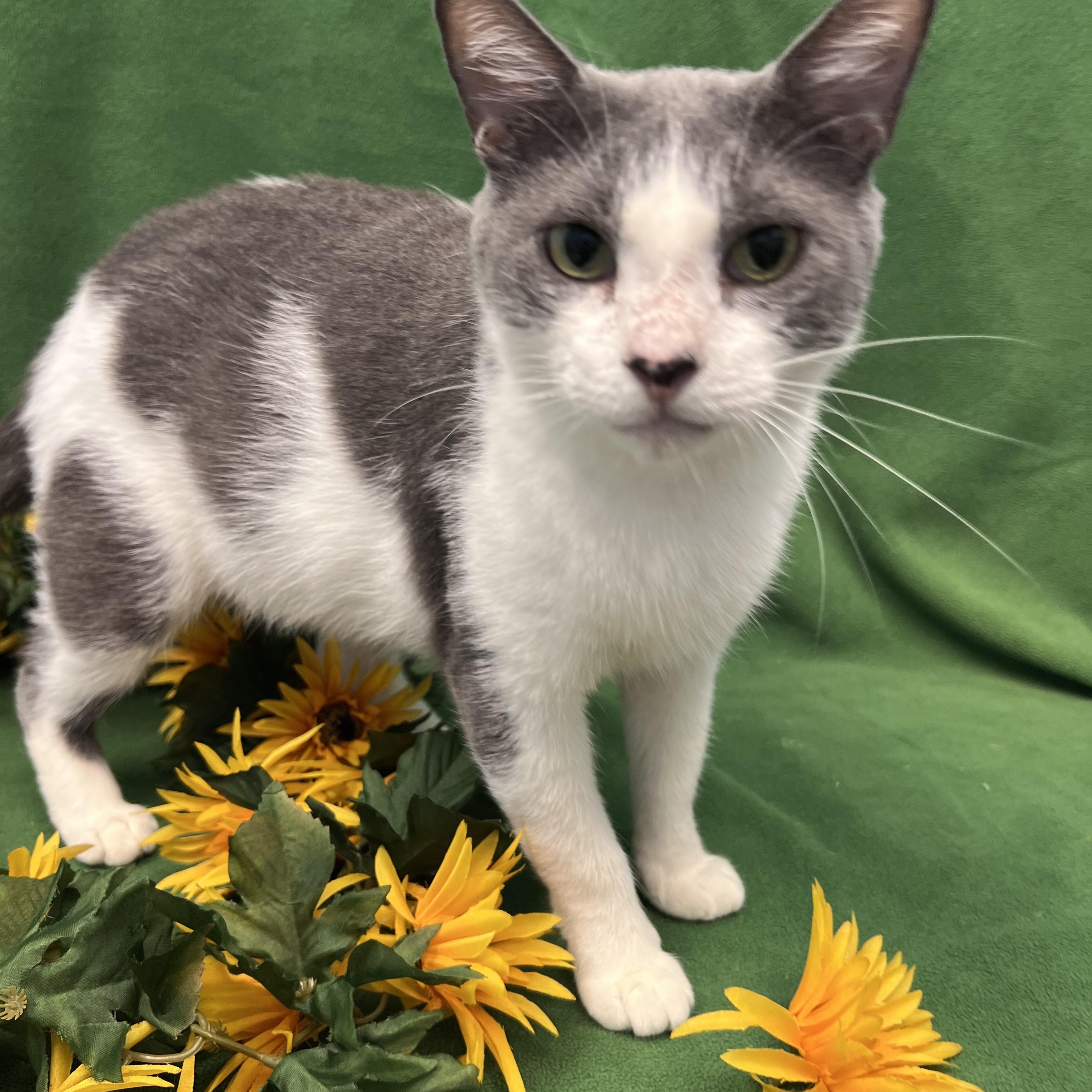 Blair, a Adoptable Domestic Short Hair in Bear, DE image 5/5