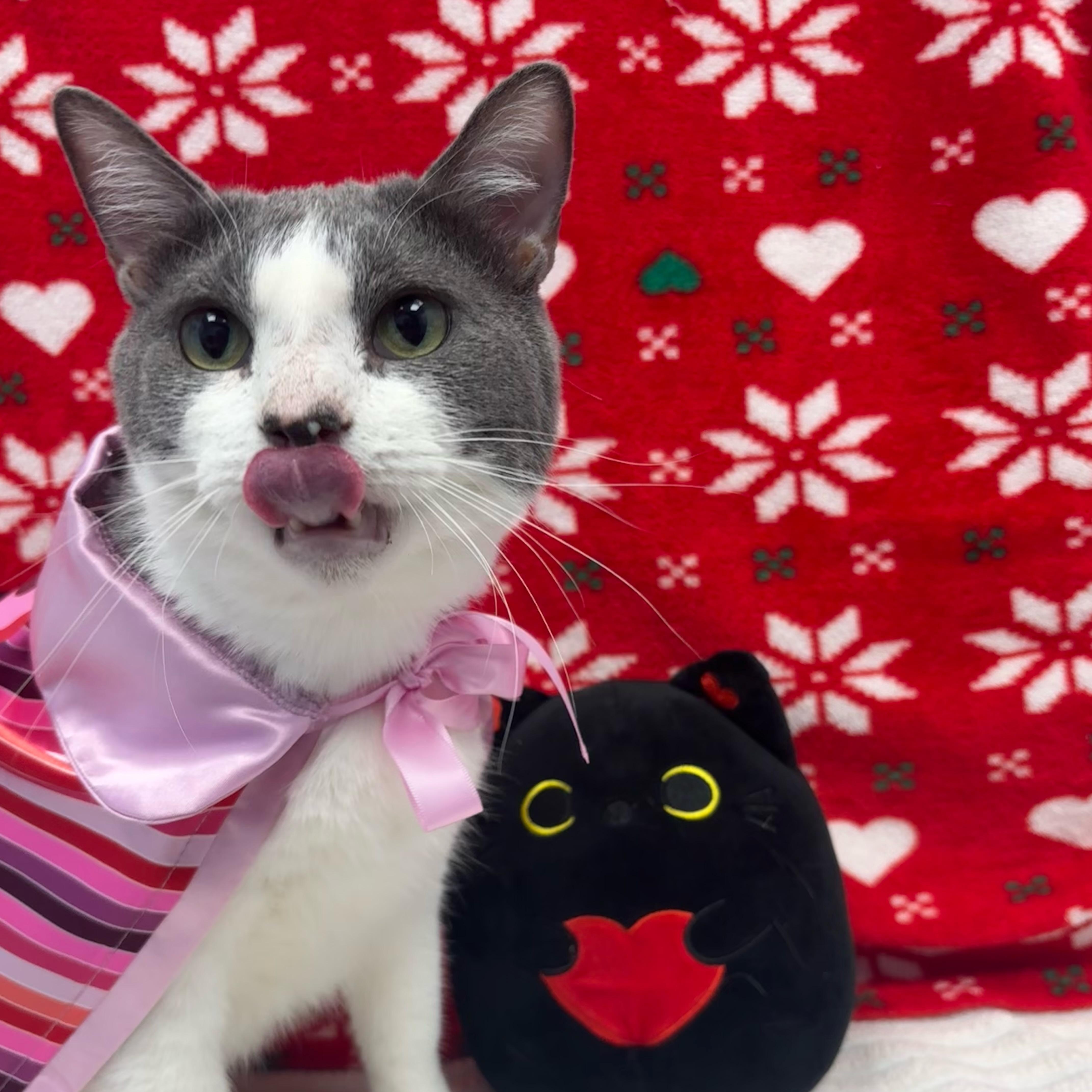 Enlarge Blair, a Adoptable Domestic Short Hair in Bear, DE image 2/5