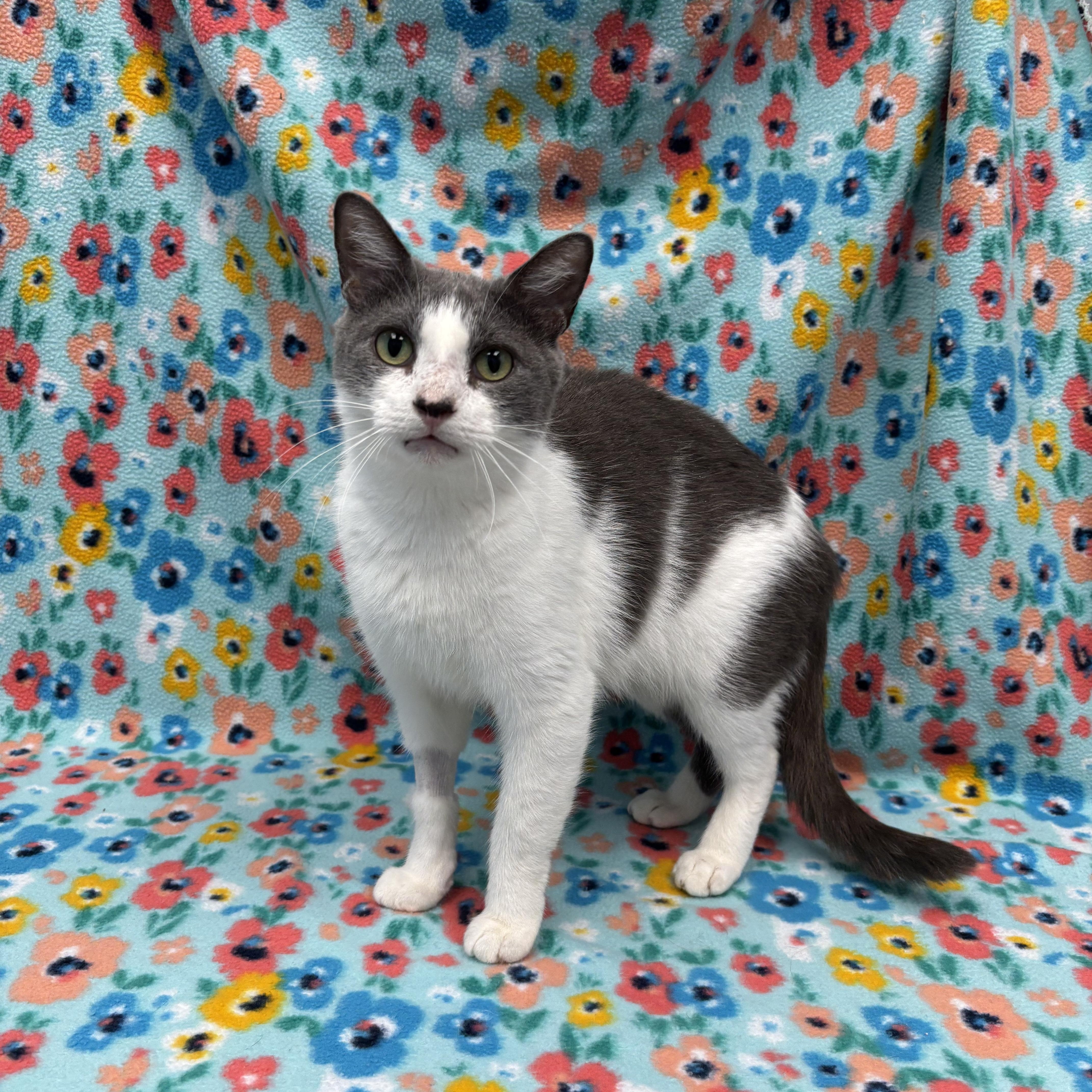 Blair, a Adoptable Domestic Short Hair in Bear, DE image 2/5