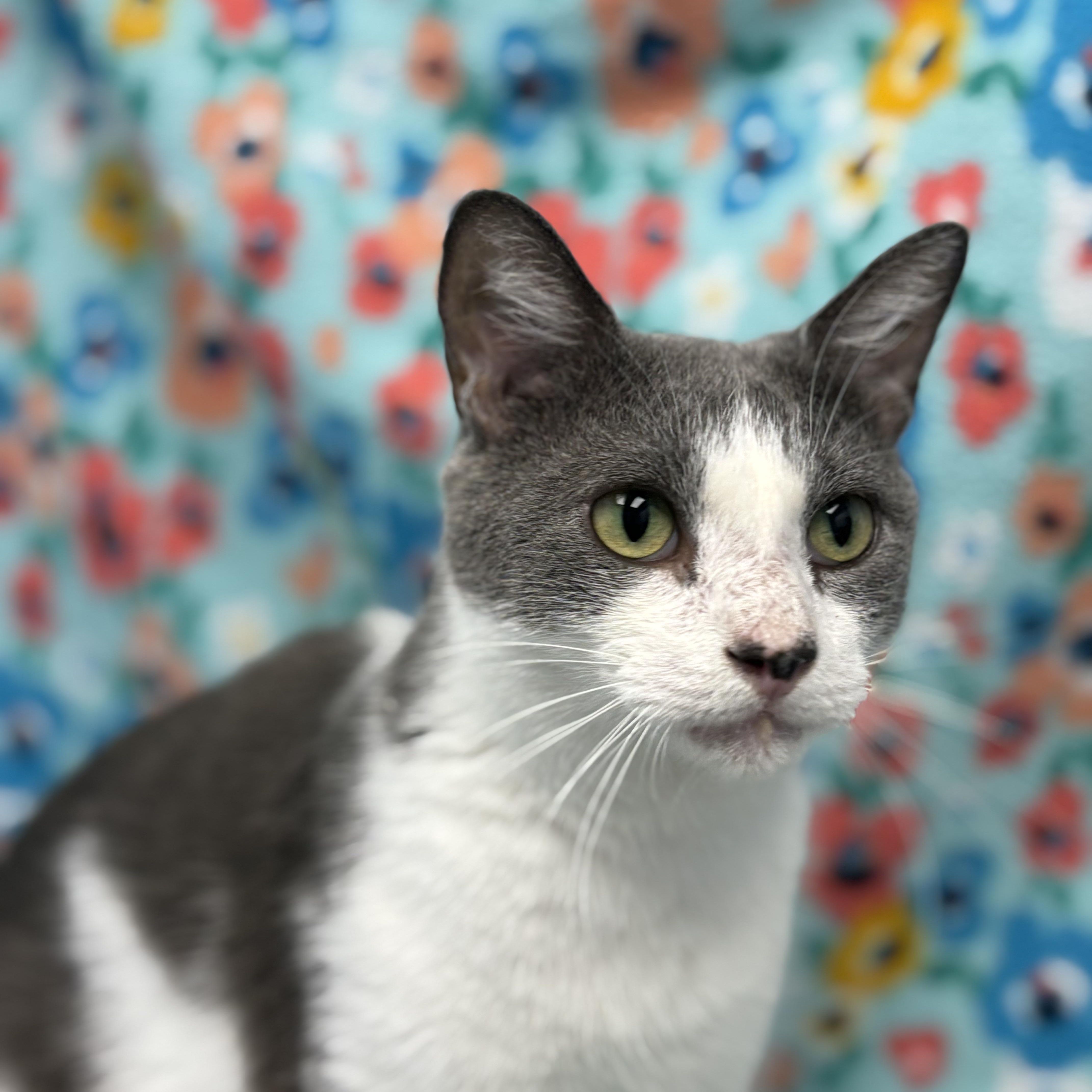 Blair, a Adoptable Domestic Short Hair in Bear, DE image 3/5