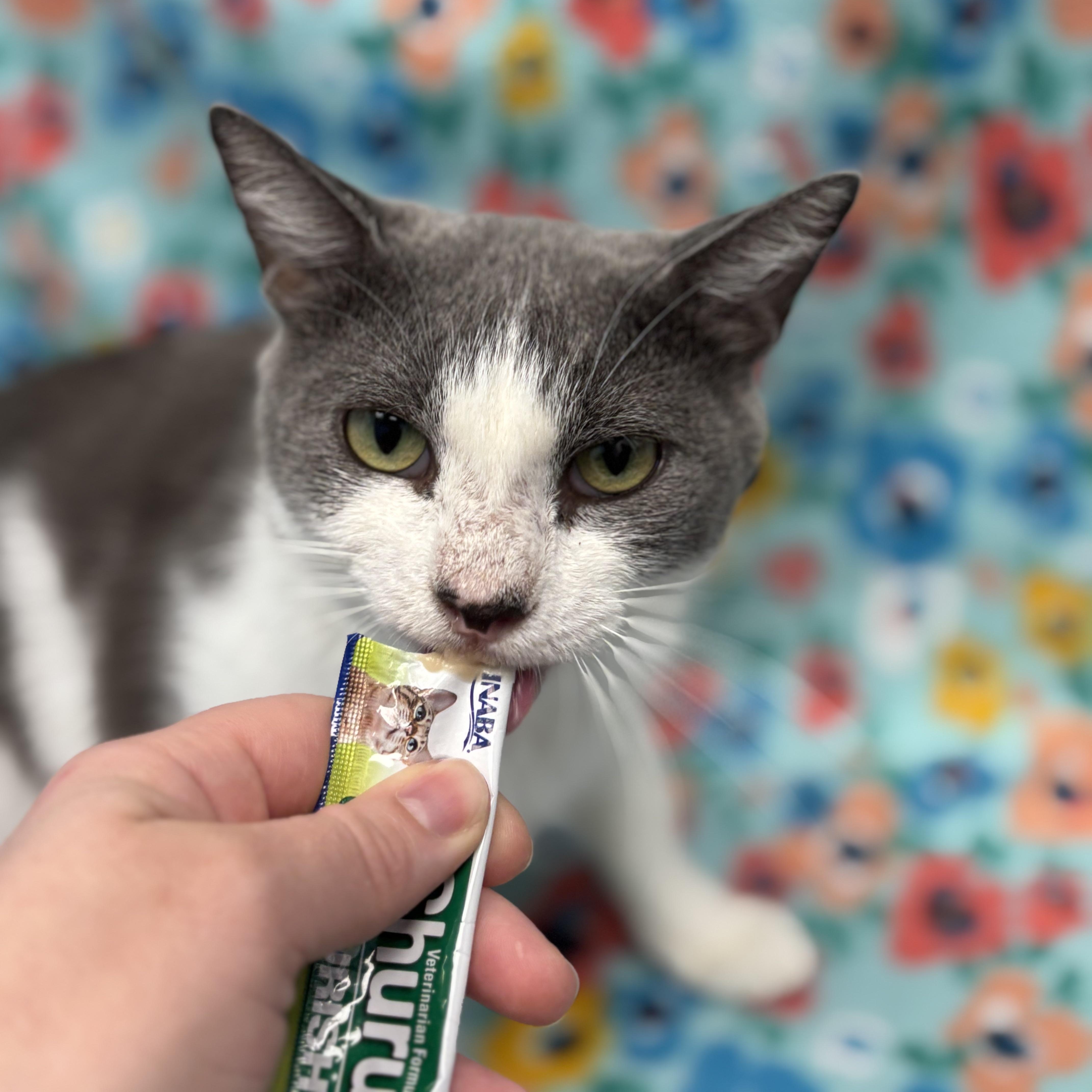 Blair, a Adoptable Domestic Short Hair in Bear, DE image 4/5