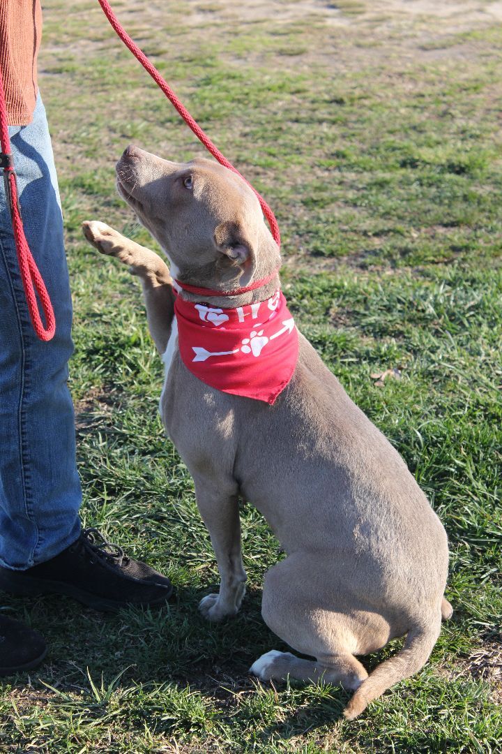 Yashi, Adoptable, Adult Female Pit Bull Terrier.