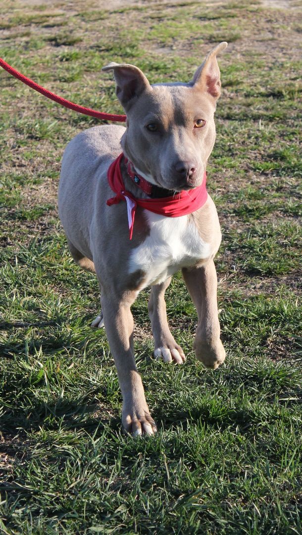 Yashi, a Adoptable mixed breed in Shelby, NC image 2/12