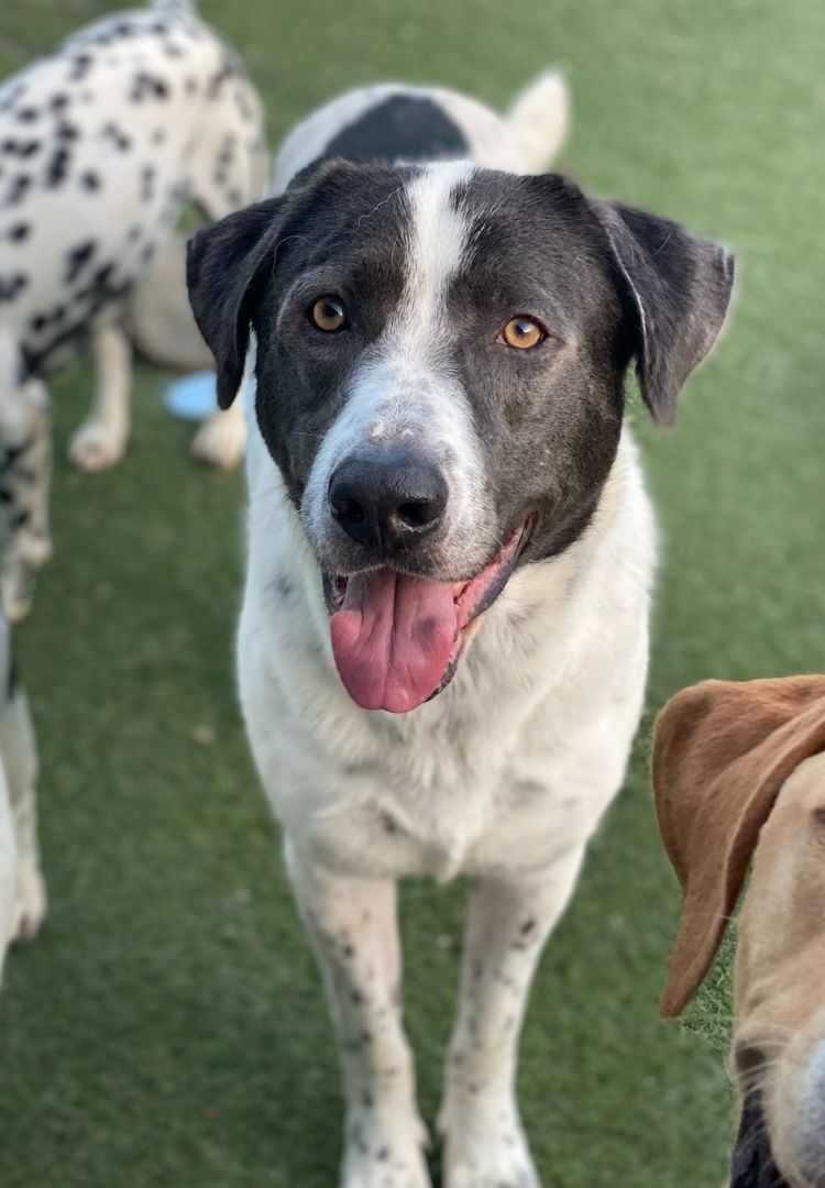 Niko, Adoptable, Young Male Dalmatian & Labrador Retriever.