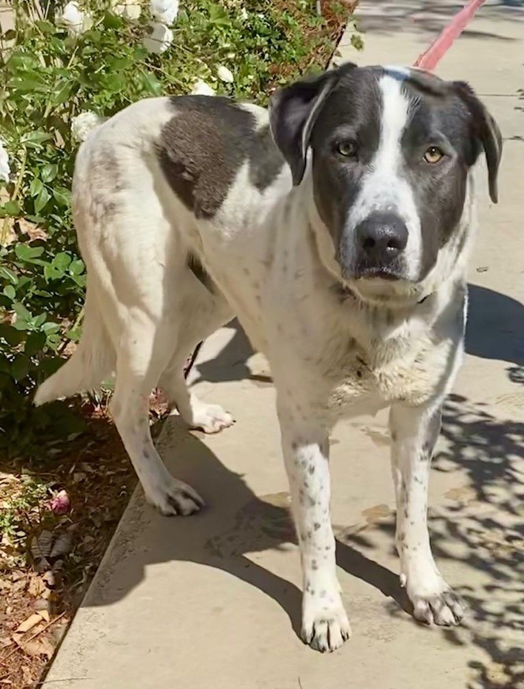 Enlarge Niko, a Adoptable mixed breed in Newport Beach, CA image 3/12