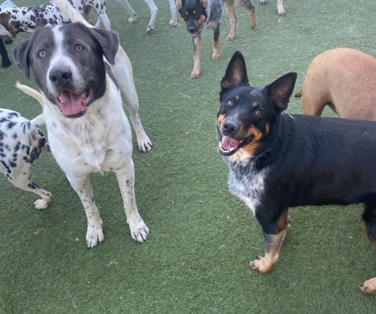 Enlarge Niko, a Adoptable mixed breed in Newport Beach, CA image 5/12