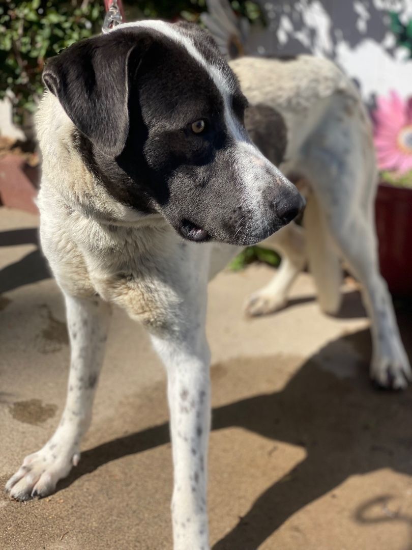 Enlarge Niko, a Adoptable mixed breed in Newport Beach, CA image 6/12