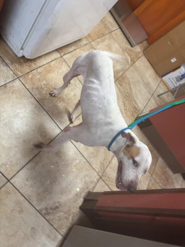 Strudel, Adoptable, Adult Female Hound & Mixed Breed.
