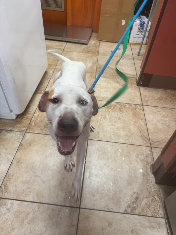 Enlarge Strudel, a Adoptable mixed breed in Cincinnati, OH image 2/2