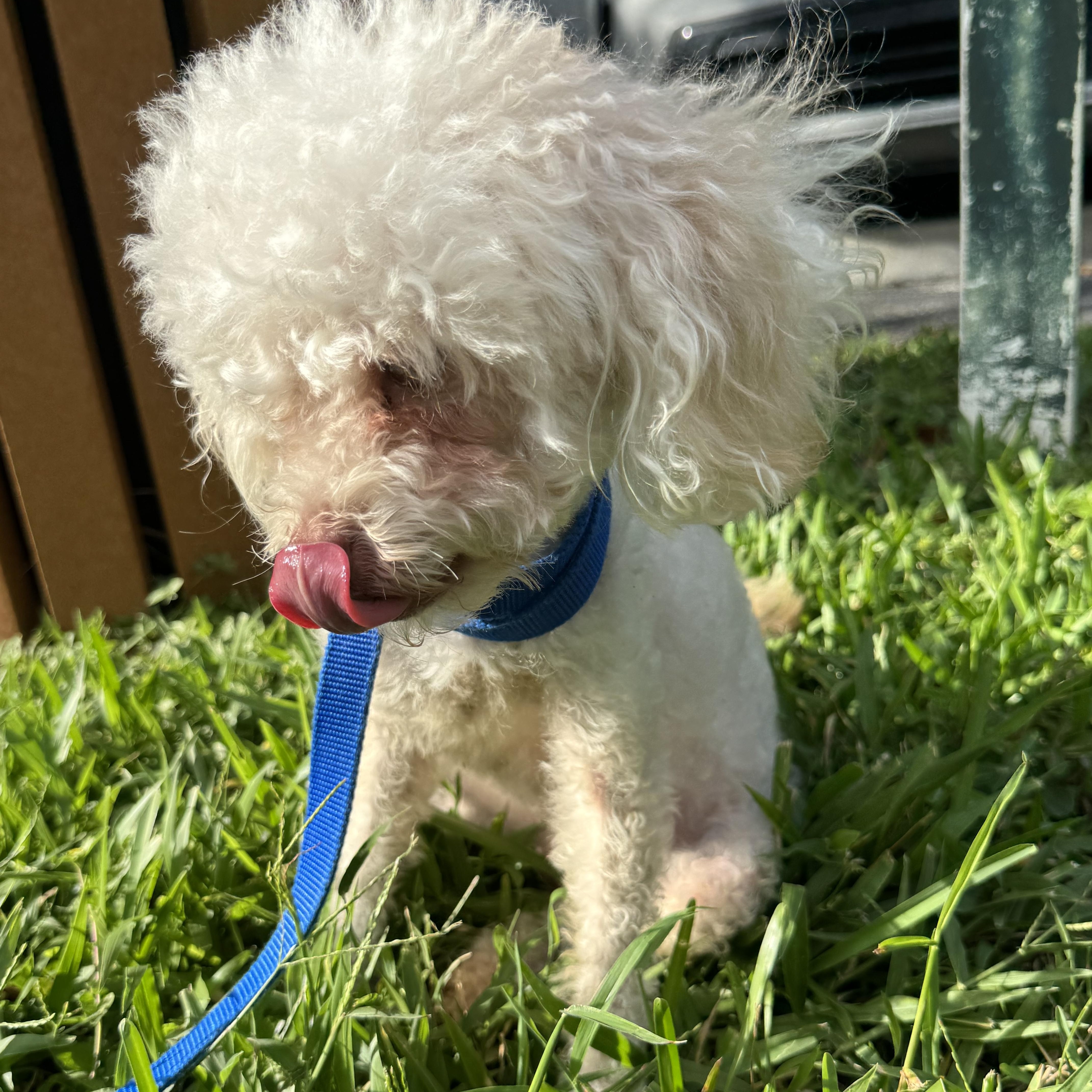 GG, Adopted, Young Female Maltese & Poodle.