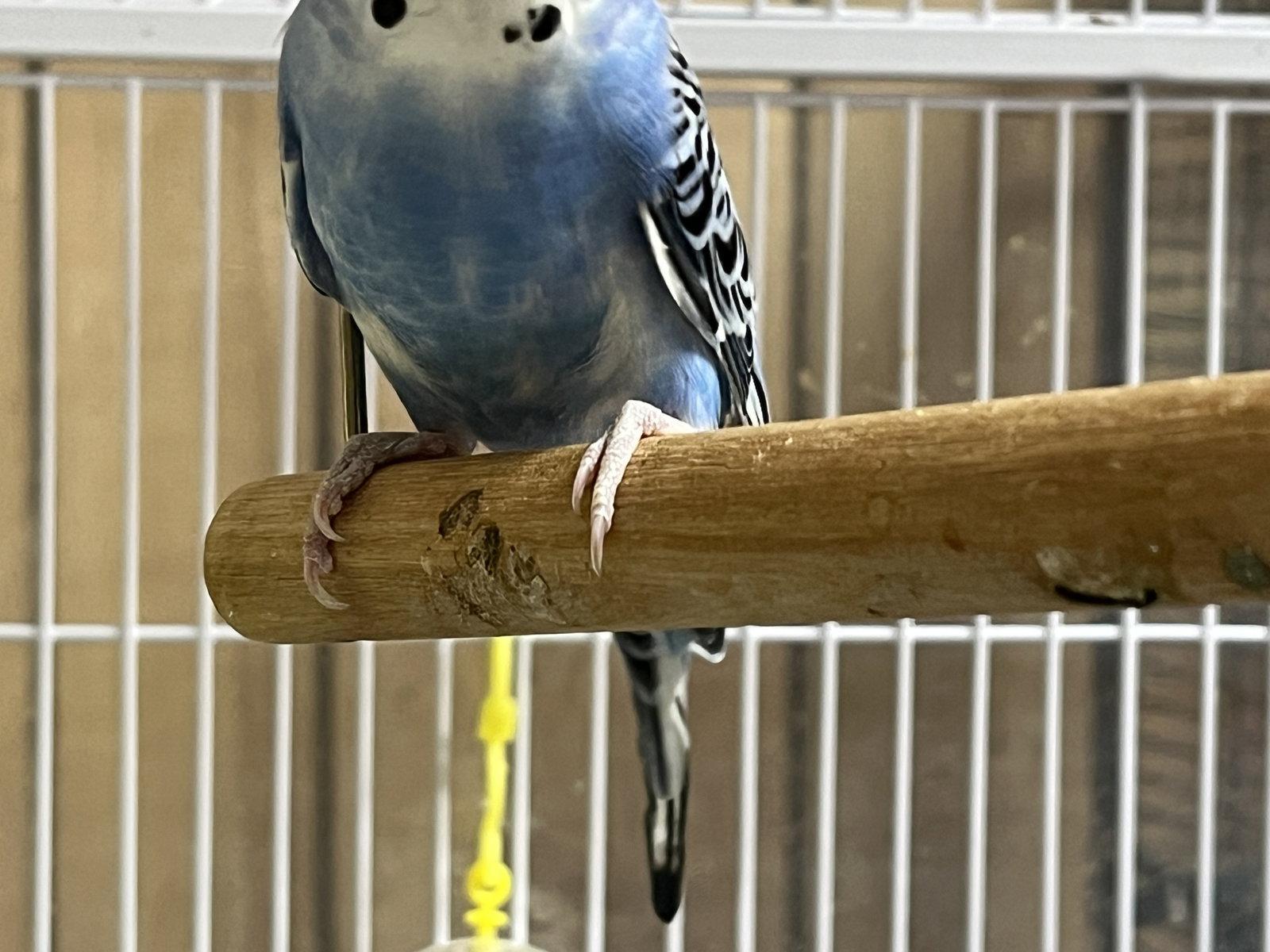 Enlarge Skye, a Adoptable Parakeet (Other) in Inverness, FL image 2/3