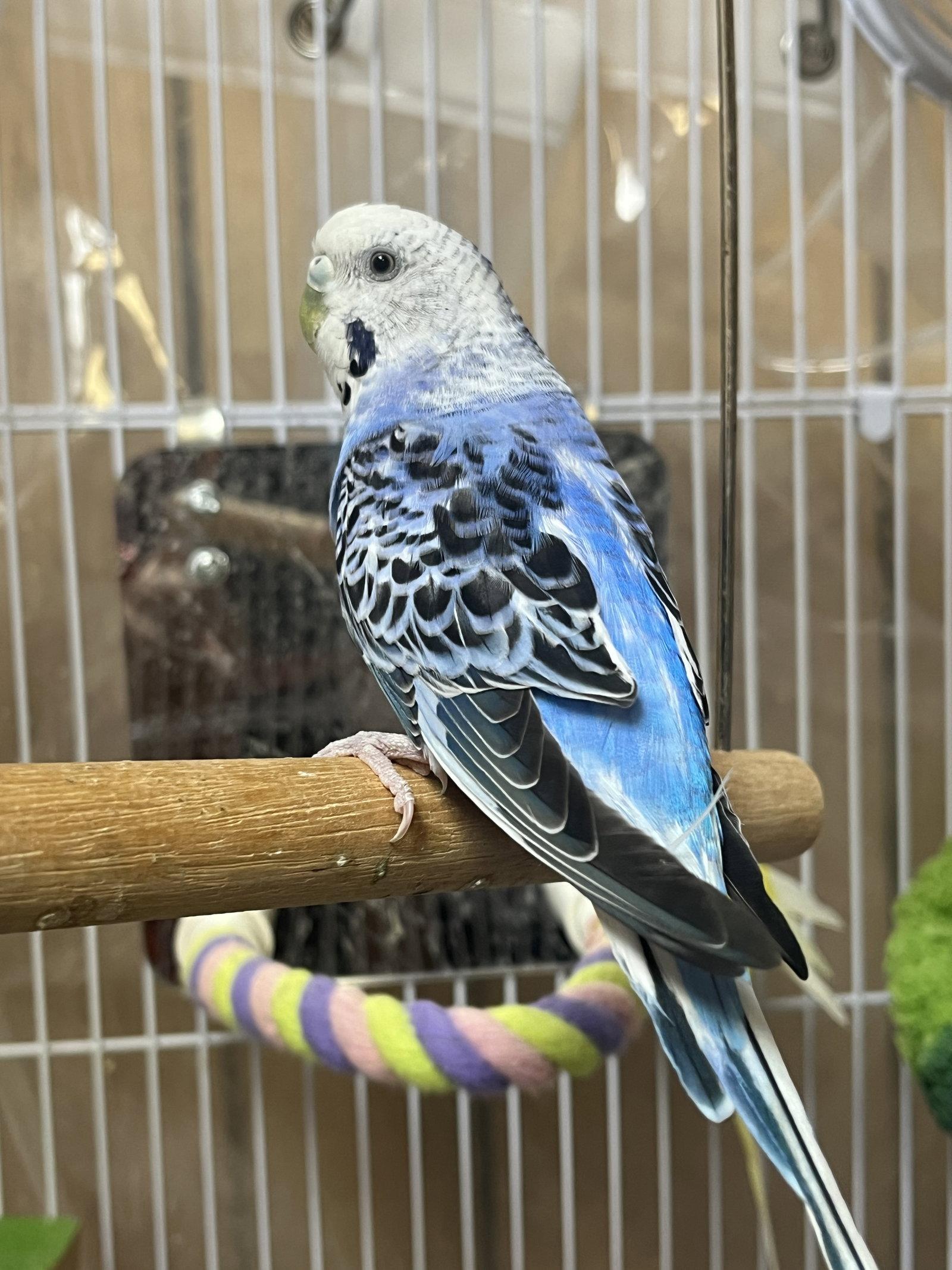 Enlarge Skye, a Adoptable Parakeet (Other) in Inverness, FL image 3/3