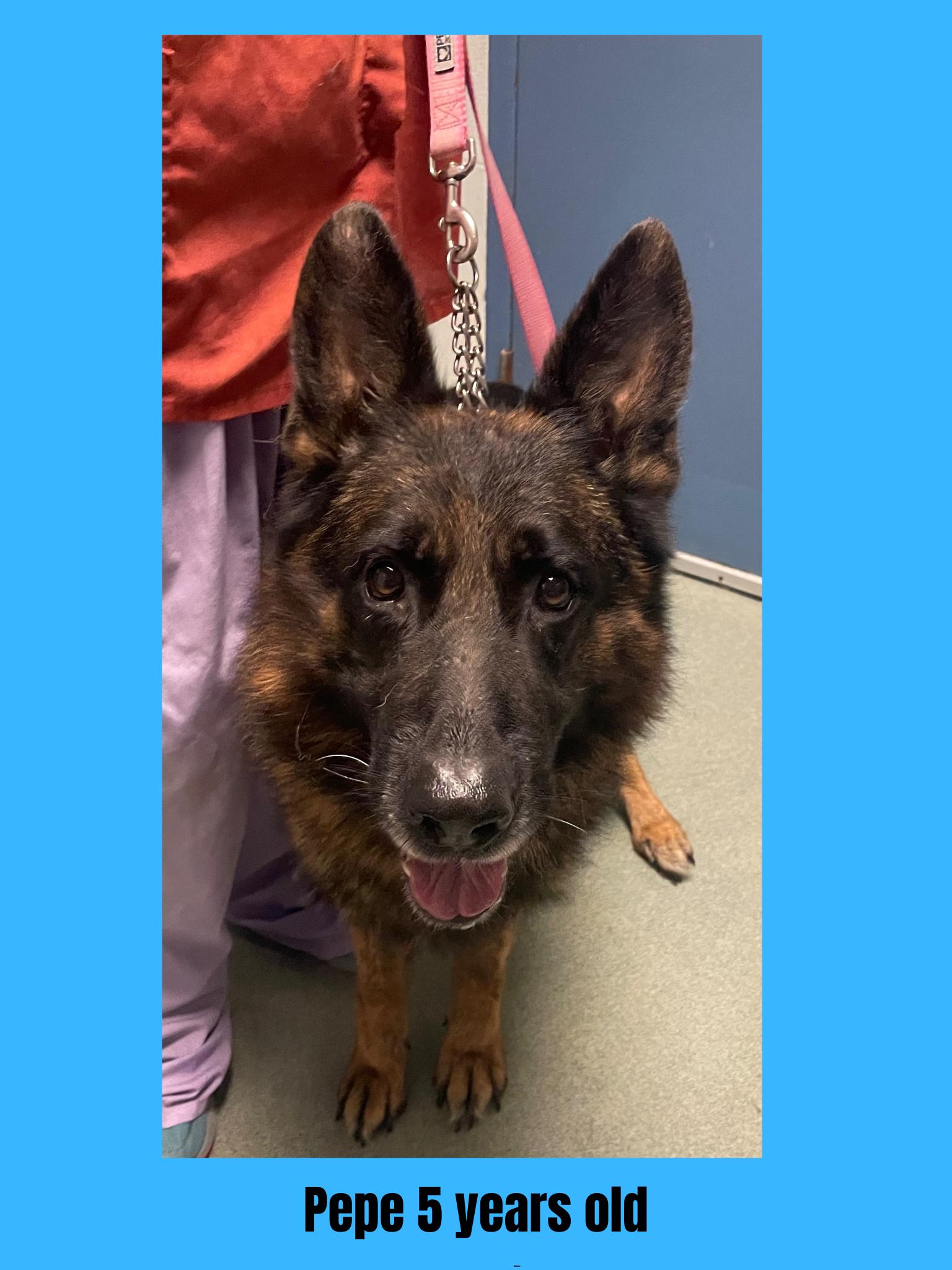 Dog for adoption Pepe, a Mixed Breed in Ravenna, OH Petfinder