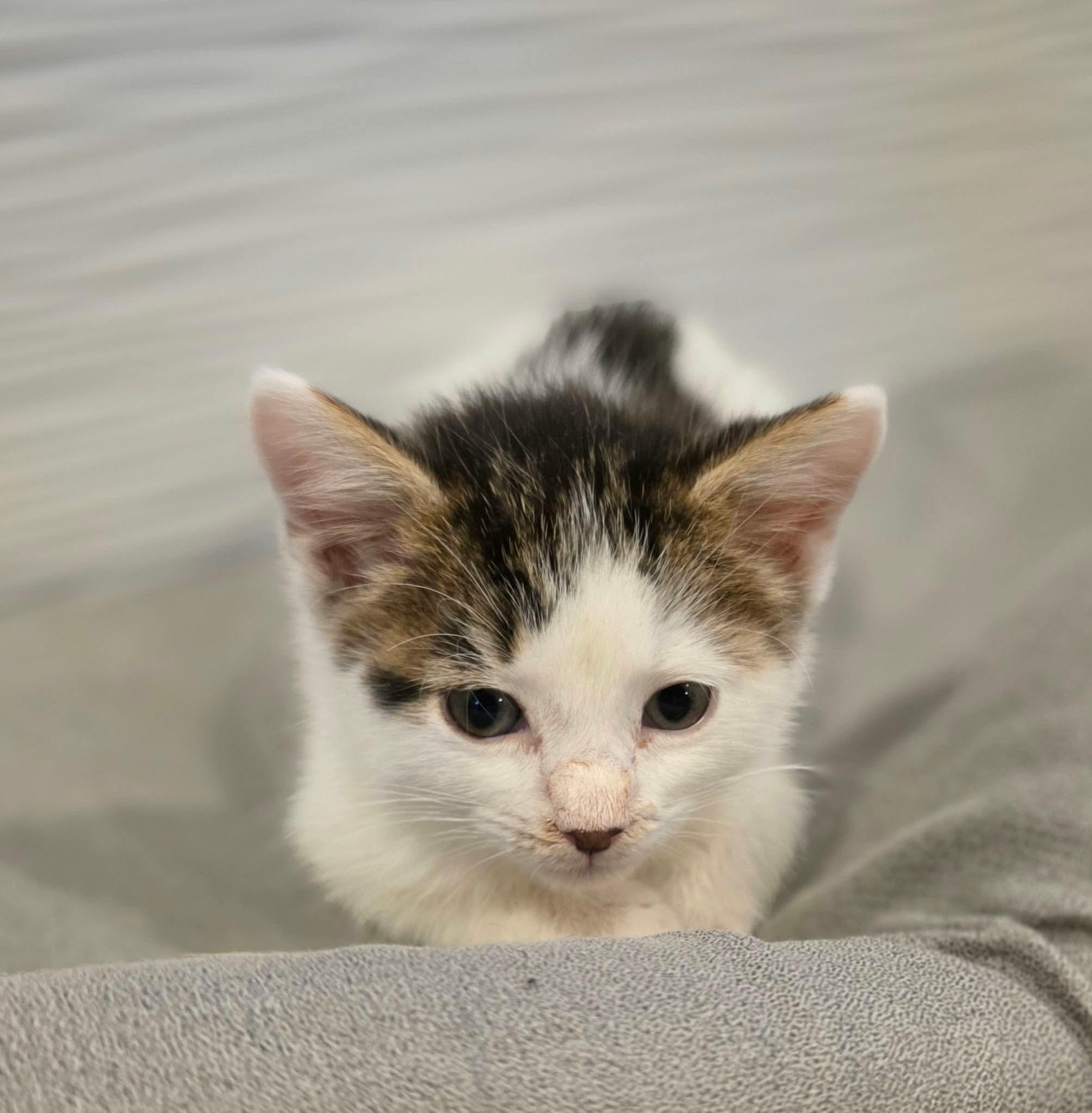 Enlarge Thot, a Adopted Domestic Short Hair in Terrebonne, QC image 6/6