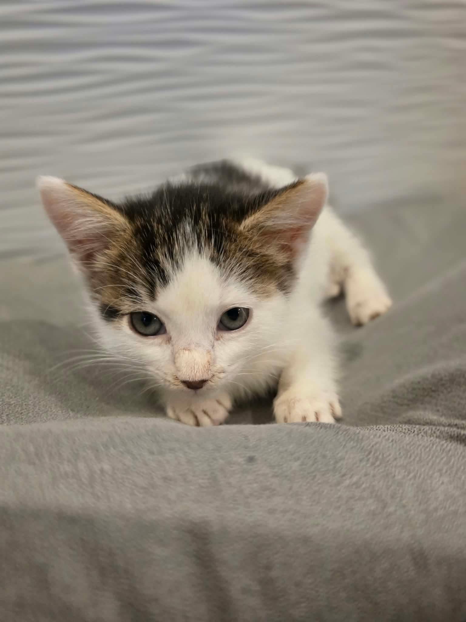 Enlarge Thot, a Adopted Domestic Short Hair in Terrebonne, QC image 4/6