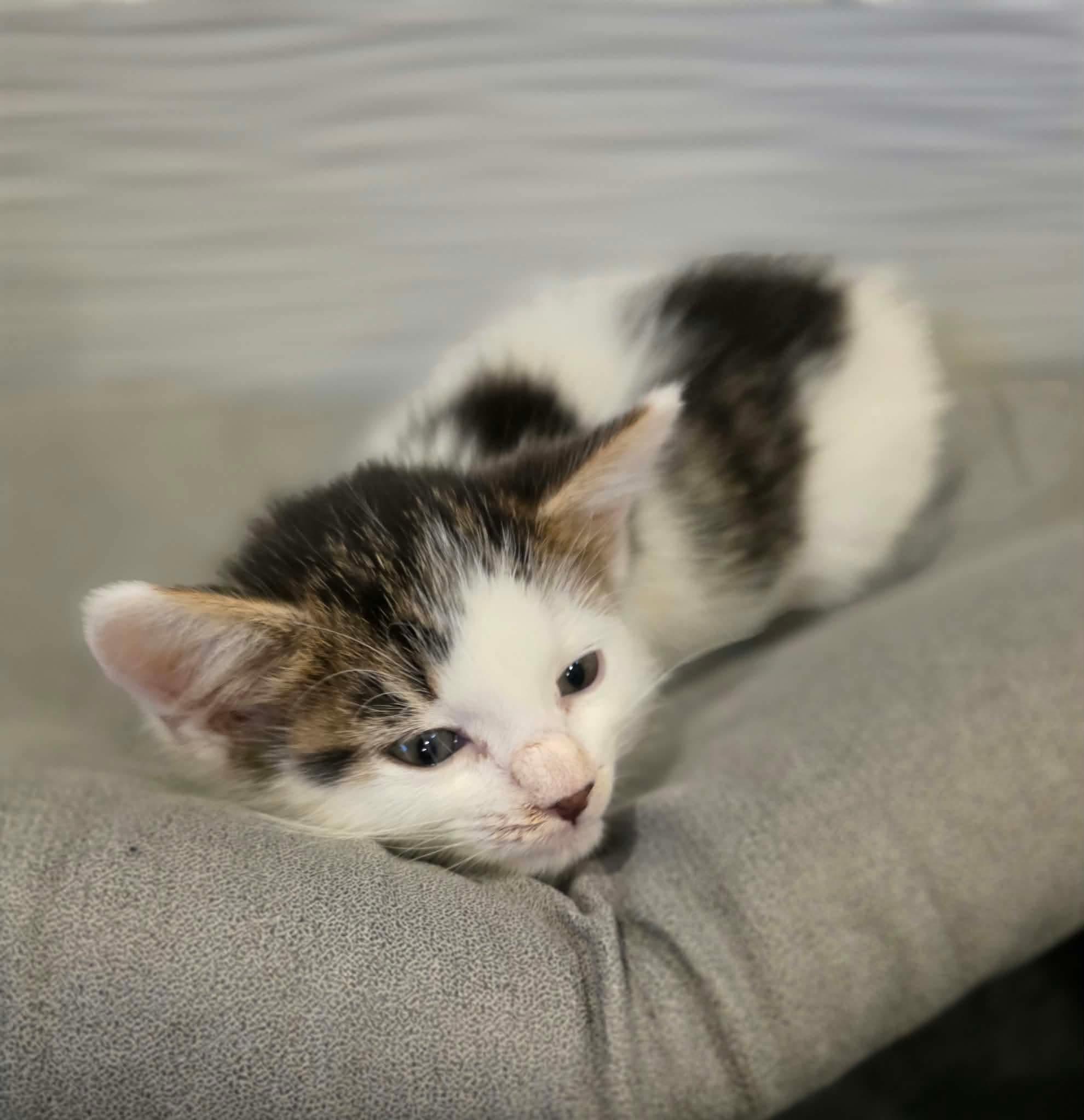 Enlarge Thot, a Adopted Domestic Short Hair in Terrebonne, QC image 5/6