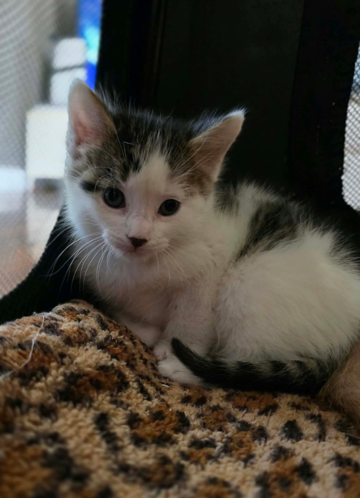 Enlarge Thot, a Adopted Domestic Short Hair in Terrebonne, QC image 3/6