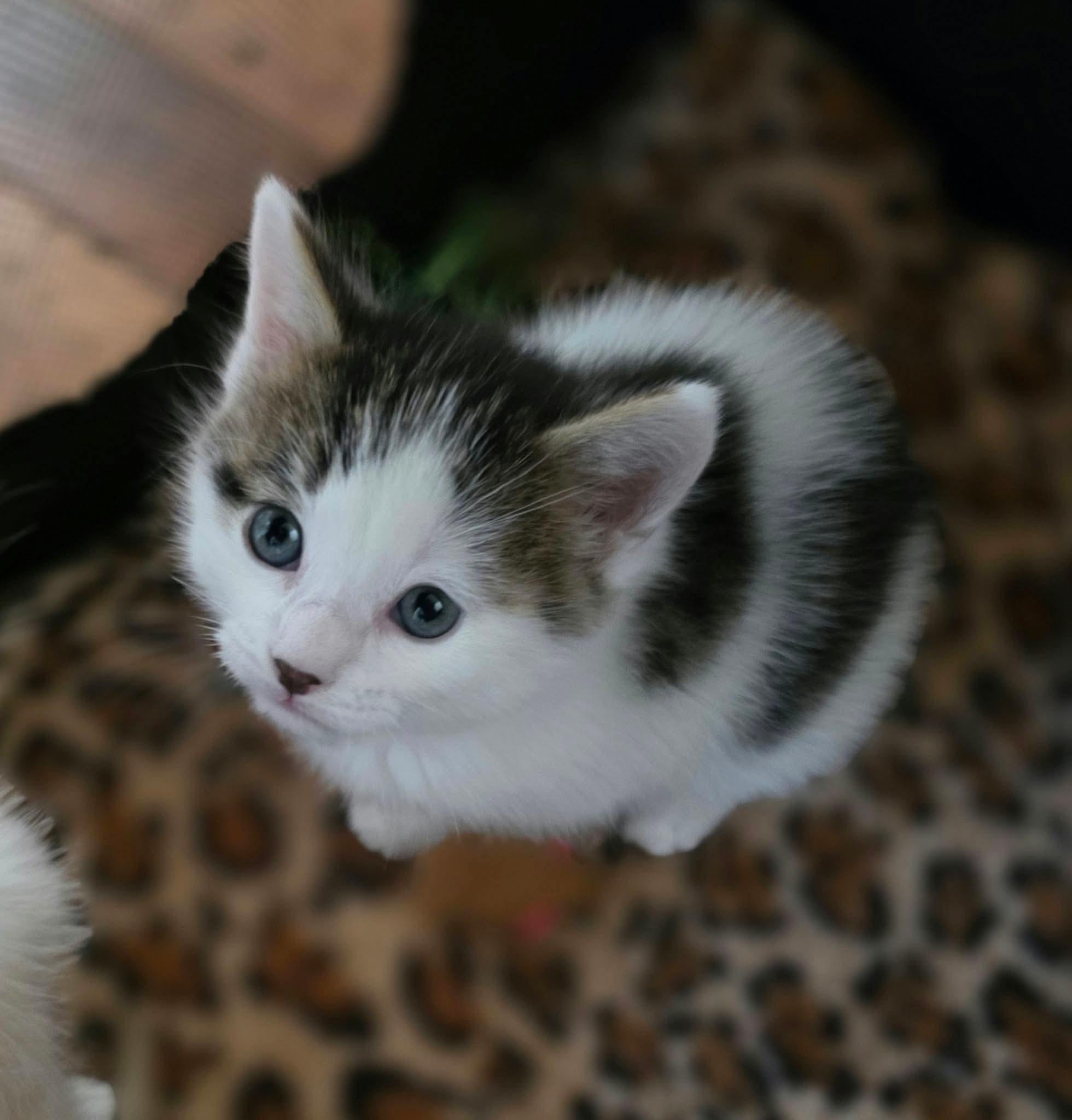 Enlarge Thot, a Adopted Domestic Short Hair in Terrebonne, QC image 2/6