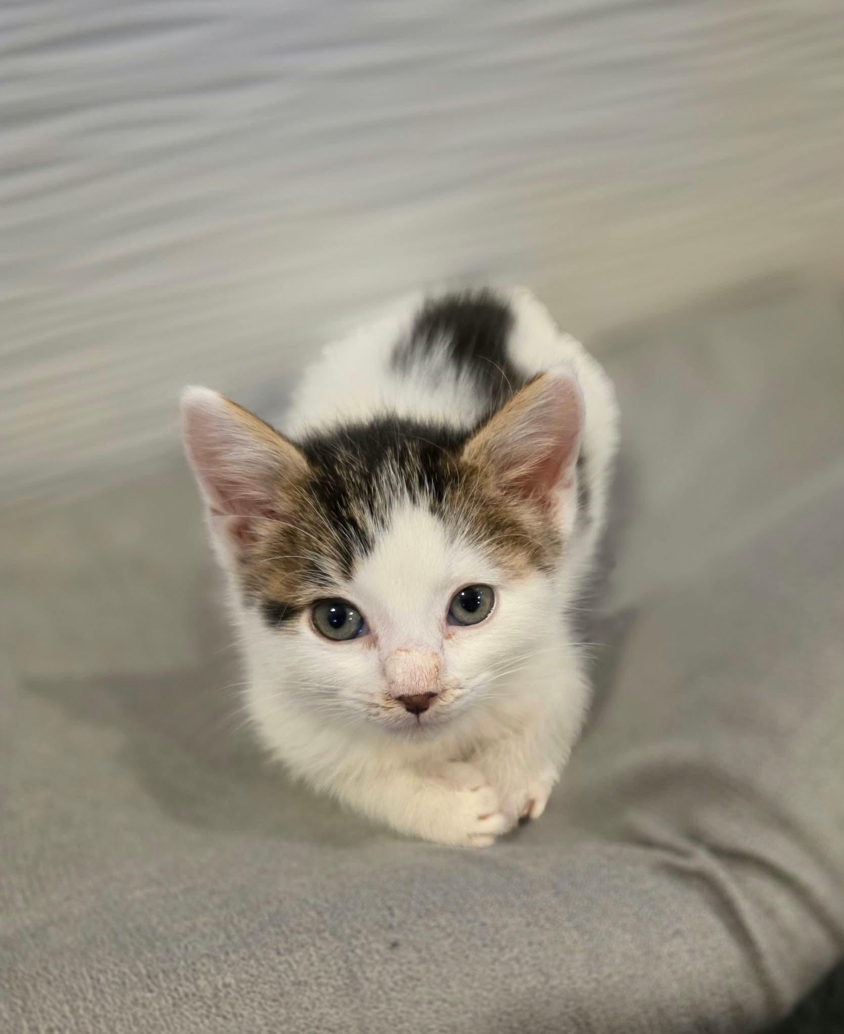 Enlarge Thot, a Adopted Domestic Short Hair in Terrebonne, QC image 1/6