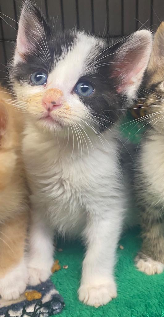 Oreo, Adoptable, Kitten Female Domestic Short Hair.