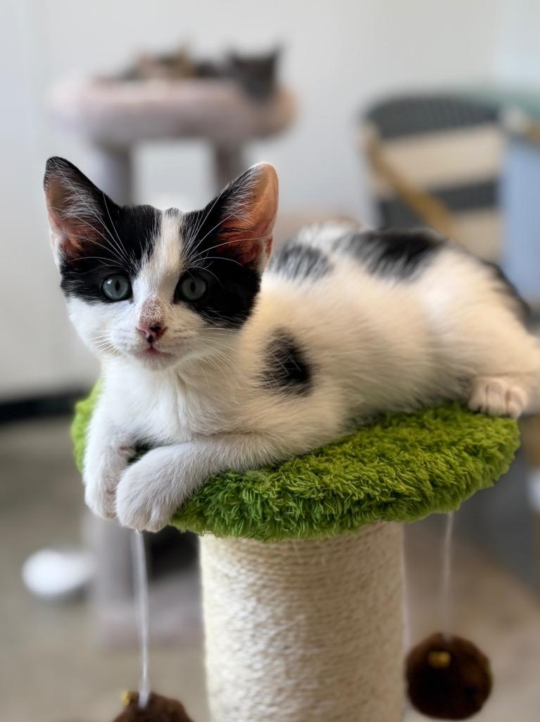 Oreo, a Adoptable mixed breed in Lockhart, TX image 2/4