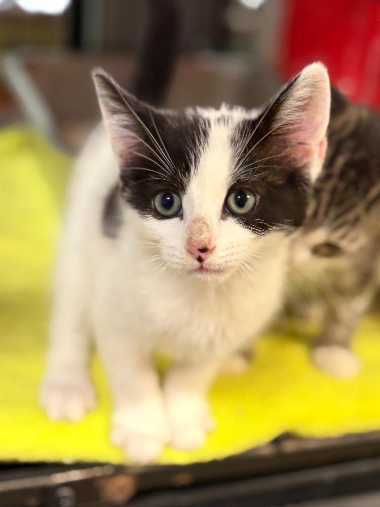 Oreo, a Adoptable mixed breed in Lockhart, TX image 3/4