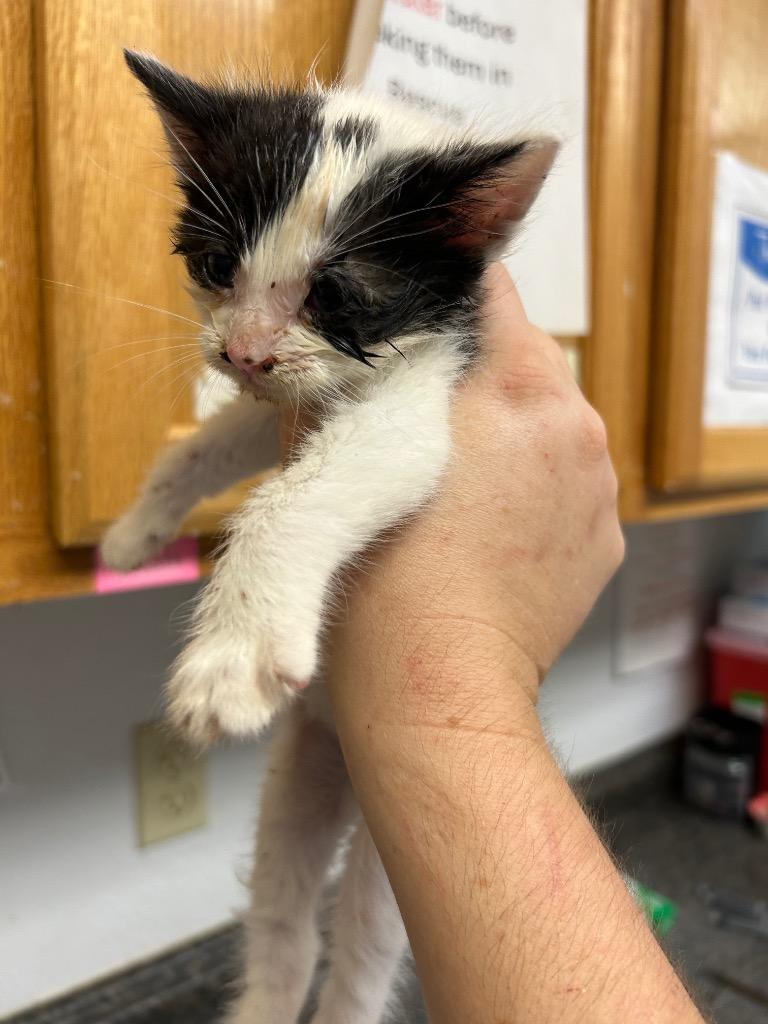 Enlarge Oreo, a Adoptable mixed breed in Lockhart, TX image 2/2