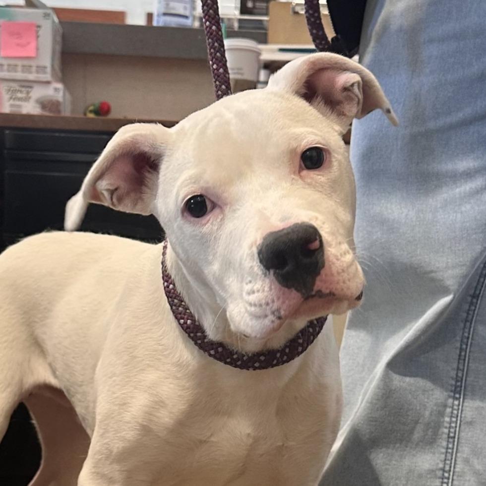Morocho, Adoptable, Puppy Male Boxer & Pit Bull Terrier.