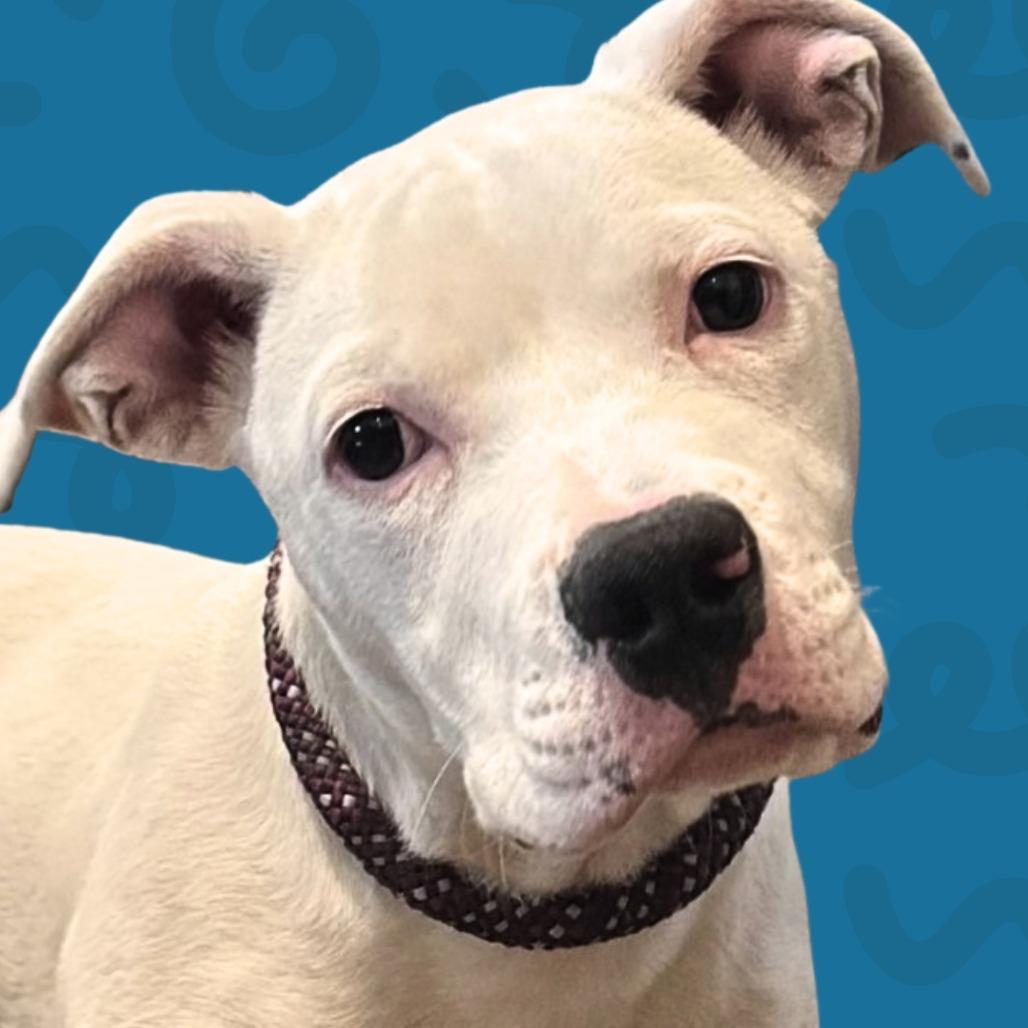Enlarge Morocho, a Adoptable mixed breed in Reno, NV image 2/3