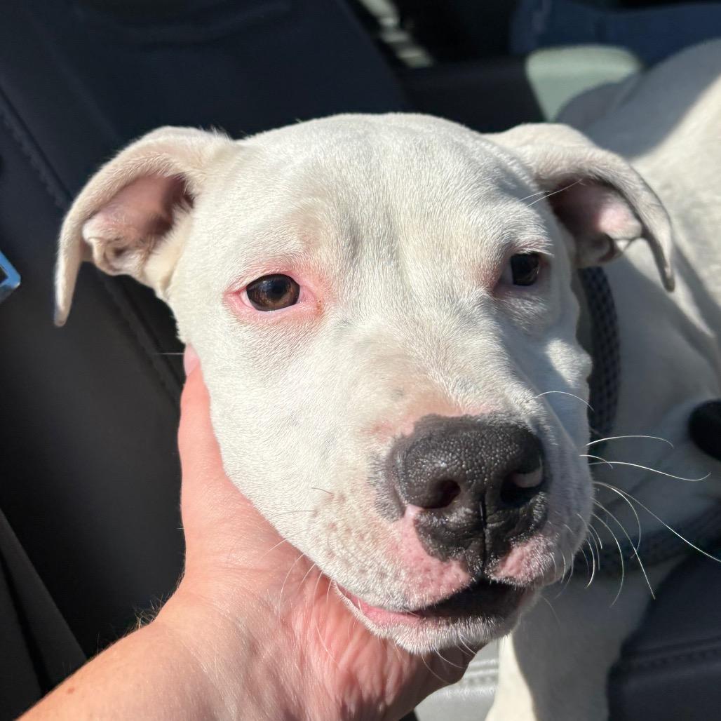 Enlarge Morocho, a Adoptable mixed breed in Reno, NV image 3/3