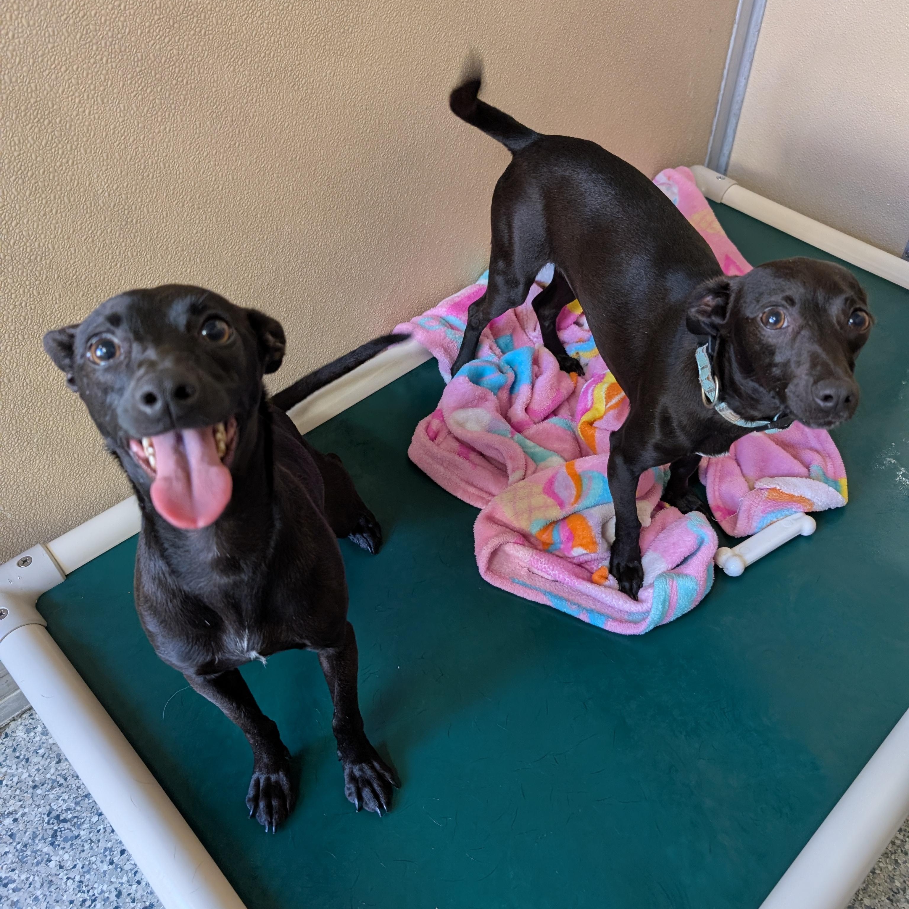 Enlarge Piper, a ADOPTABLE mixed breed in St. Augustine, FL image 1/3