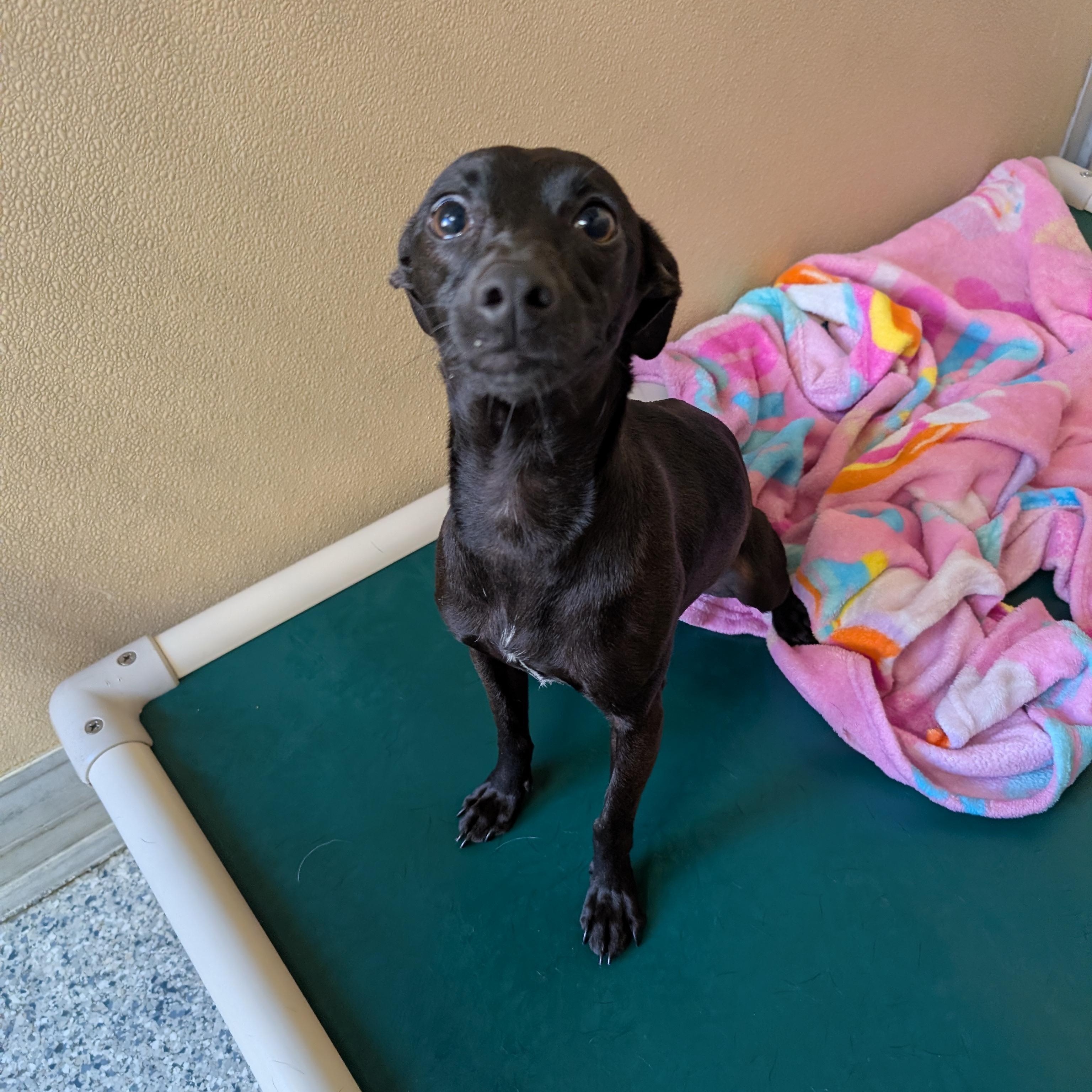 Enlarge Piper, a ADOPTABLE mixed breed in St. Augustine, FL image 2/3