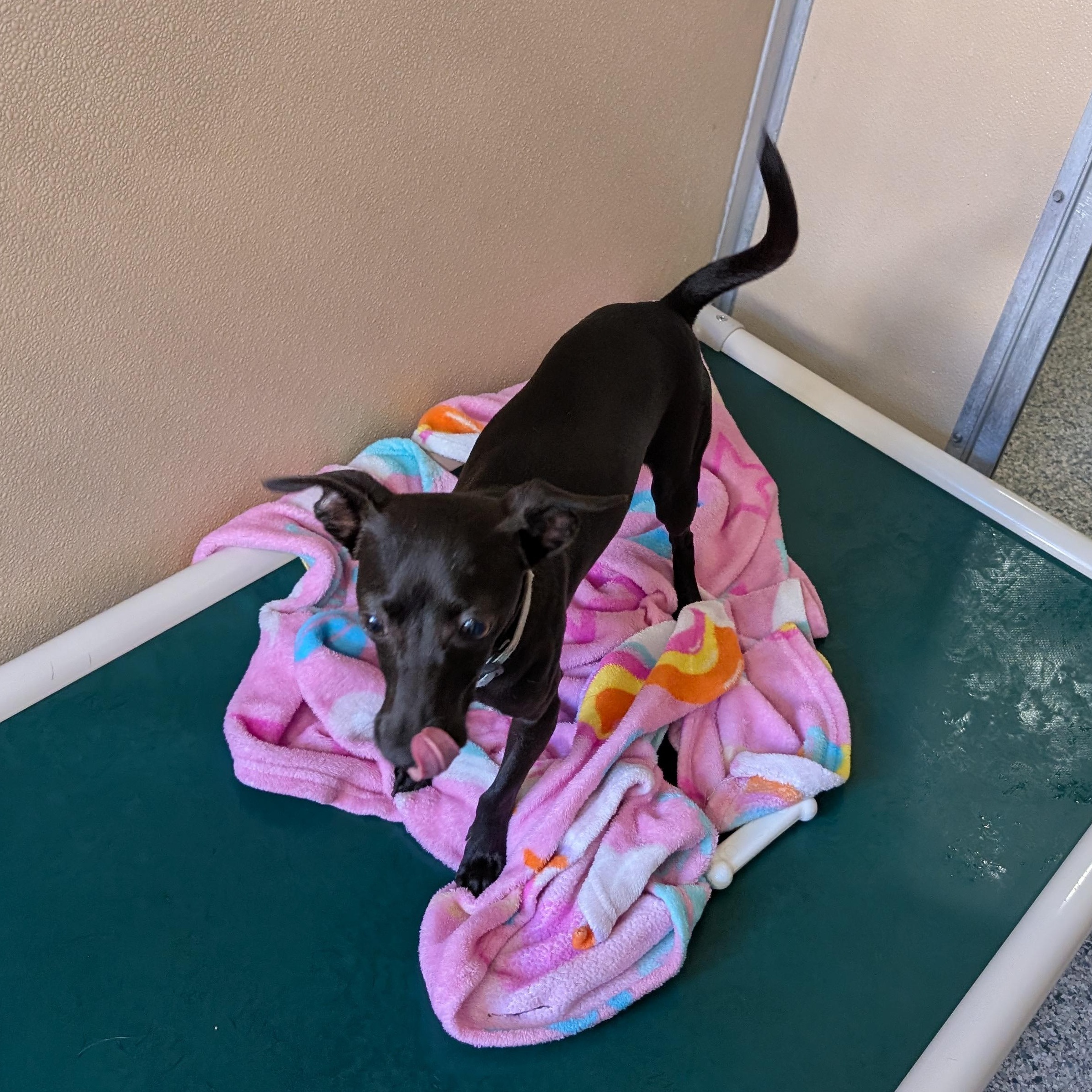 Enlarge Piper, a ADOPTABLE mixed breed in St. Augustine, FL image 3/3