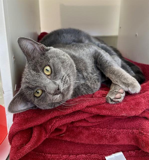 SIMON*, Adoptable, Young Male Domestic Short Hair.