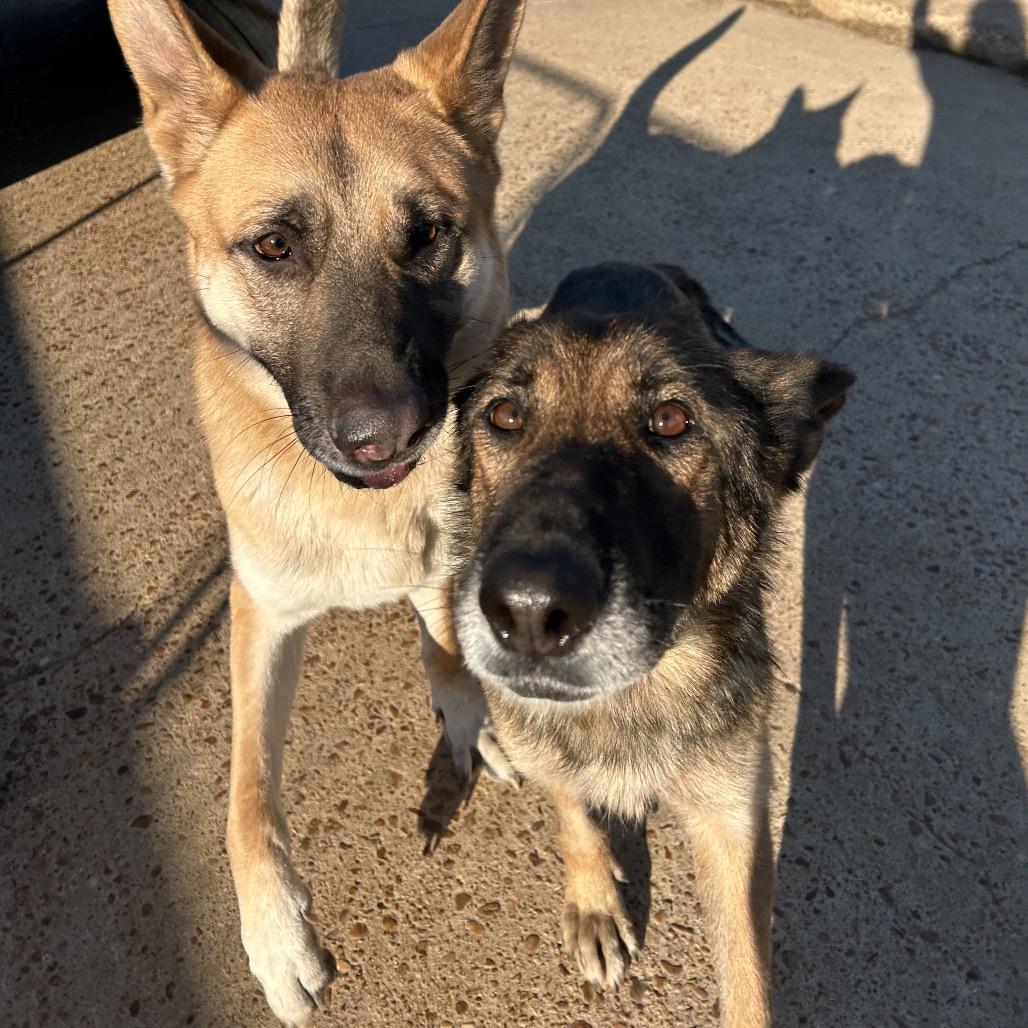 Lucille, Adoptable, Adult Female Shepherd.