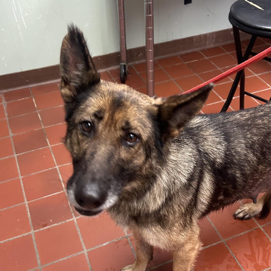 Lucille, a Adoptable mixed breed in West Point, MS image 1/3