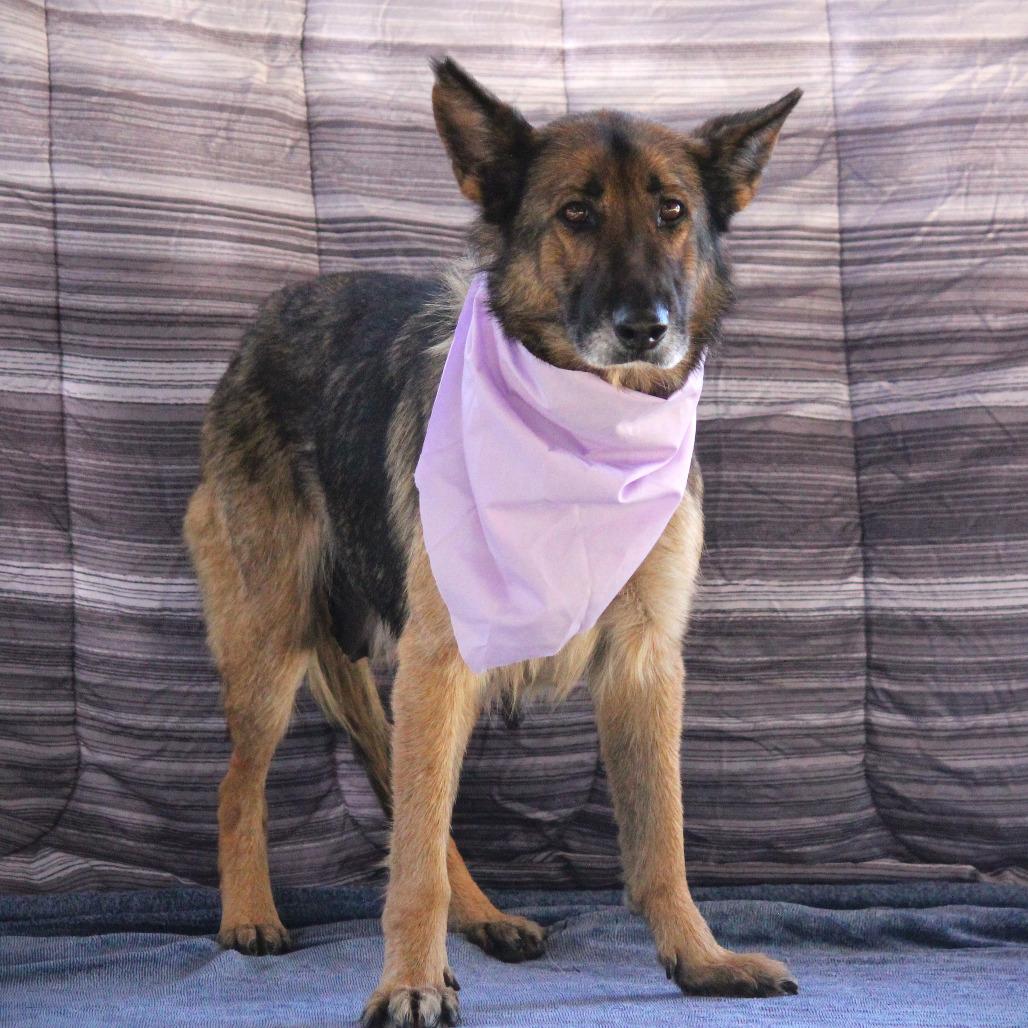 Lucille, a Adoptable mixed breed in West Point, MS image 2/3