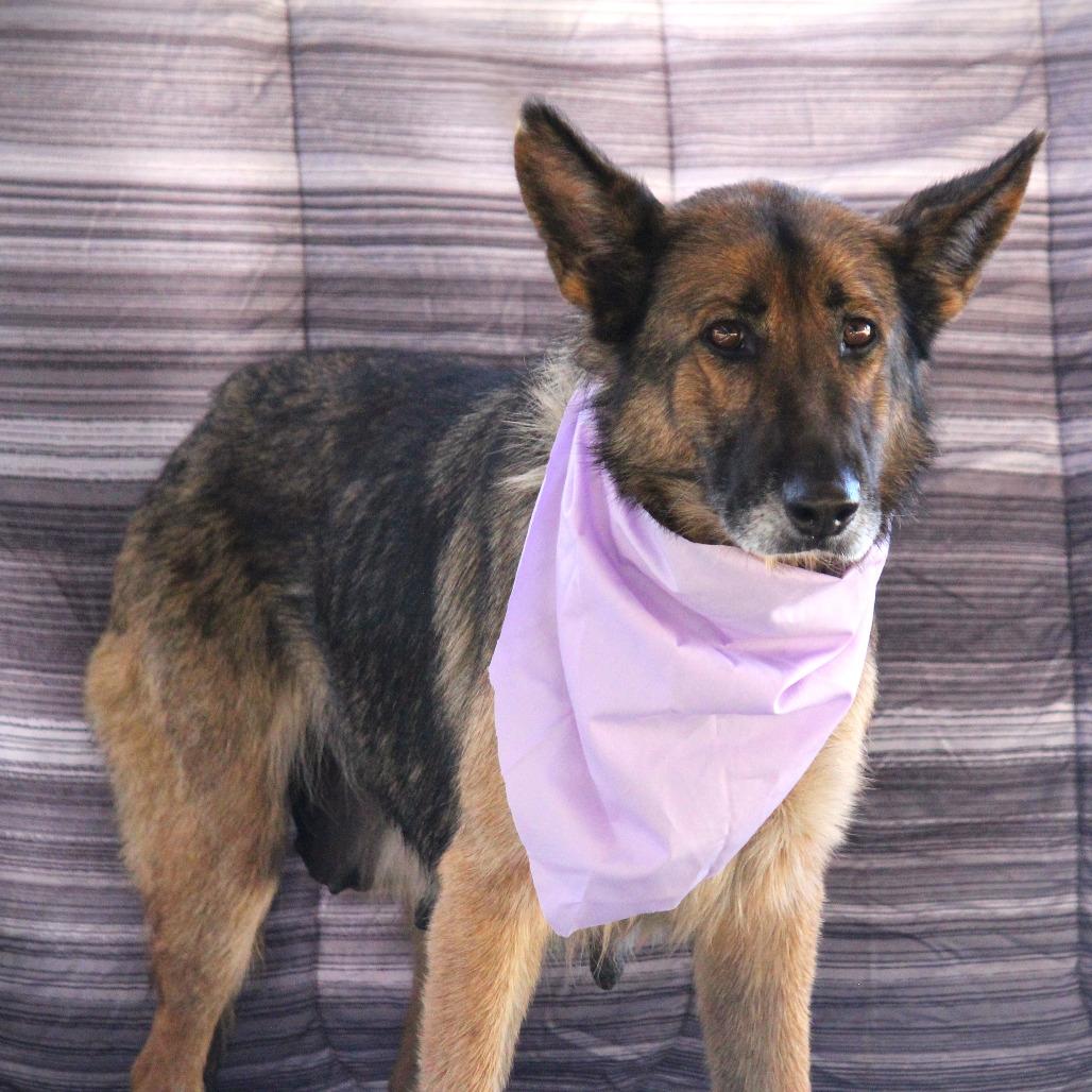 Lucille, a Adoptable mixed breed in West Point, MS image 3/3