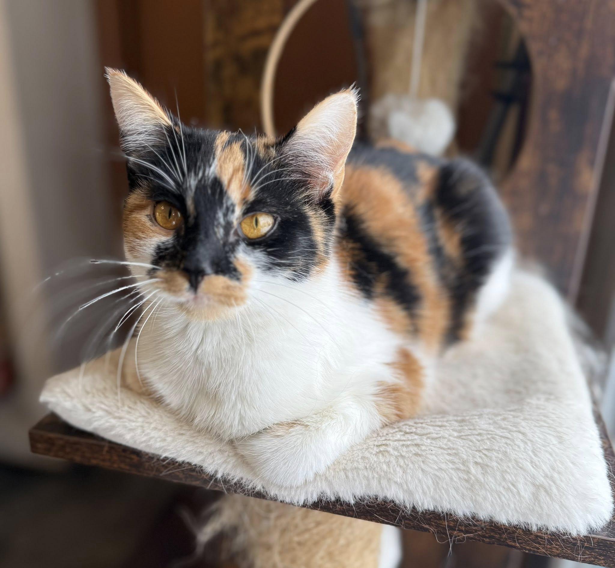 Bree — thumbnail 2