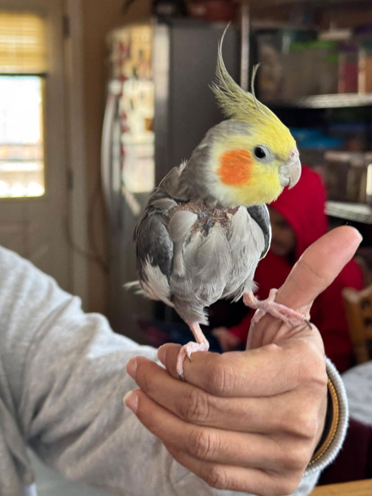 Peeko, Adoptable, Young Male Cockatiel.