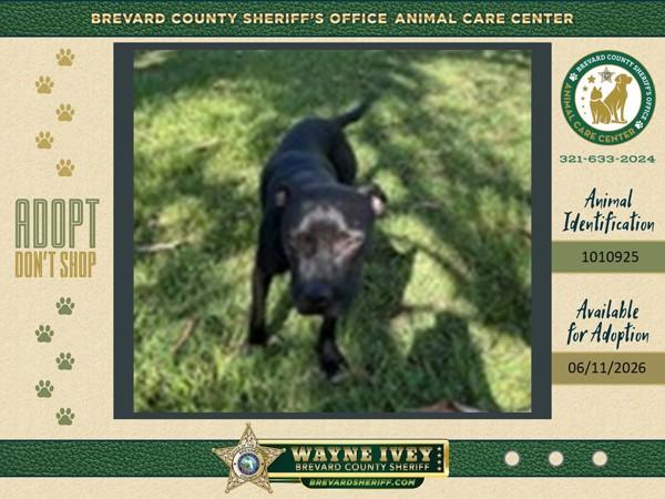 Ned, Adoptable, Adult Male Mixed Breed.