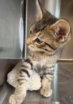 Crue, an adoptable Tabby in Little Falls, MN, 56345 | Photo Image 1